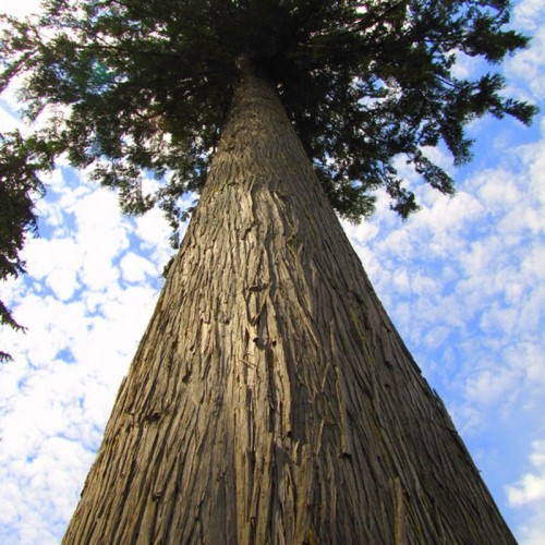 Cedar-Wood-Beam_Tree