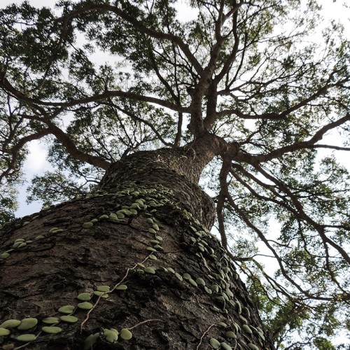 Mahogany-Wood-Beam_Tree