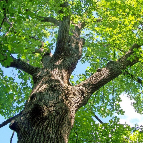 Oak-Wood-Beam_Tree