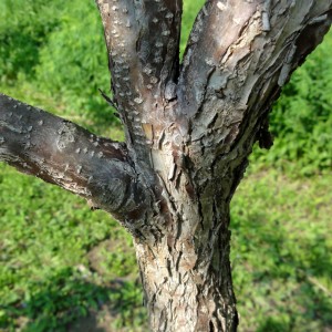 Walnut-Wood-Beam_Tree