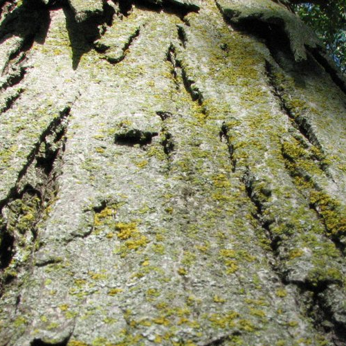 hickory-tree