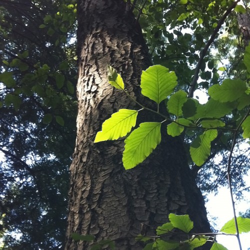 Alder-Wood-Beam_Tree-Trunk